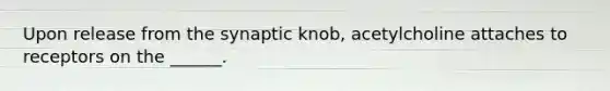 Upon release from the synaptic knob, acetylcholine attaches to receptors on the ______.