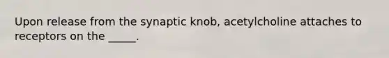 Upon release from the synaptic knob, acetylcholine attaches to receptors on the _____.