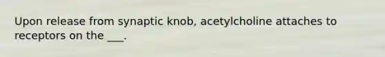 Upon release from synaptic knob, acetylcholine attaches to receptors on the ___.