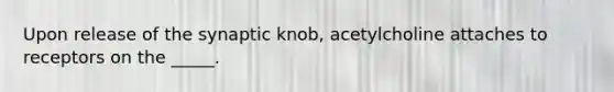 Upon release of the synaptic knob, acetylcholine attaches to receptors on the _____.