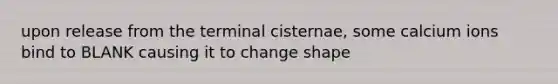 upon release from the terminal cisternae, some calcium ions bind to BLANK causing it to change shape