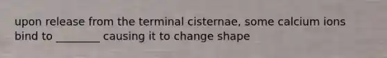 upon release from the terminal cisternae, some calcium ions bind to ________ causing it to change shape