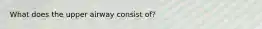 What does the upper airway consist of?