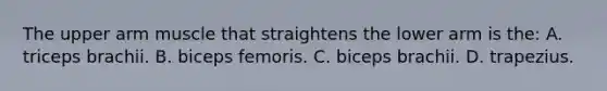 The upper arm muscle that straightens the lower arm is​ the: A. triceps brachii. B. biceps femoris. C. biceps brachii. D. trapezius.