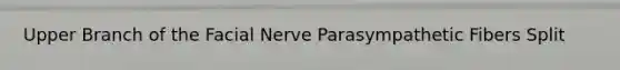 Upper Branch of the Facial Nerve Parasympathetic Fibers Split