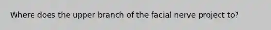 Where does the upper branch of the facial nerve project to?