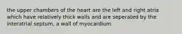 the upper chambers of the heart are the left and right atria which have relatively thick walls and are seperated by the interatrial septum, a wall of myocardium