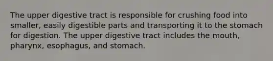 The upper digestive tract is responsible for crushing food into smaller, easily digestible parts and transporting it to <a href='https://www.questionai.com/knowledge/kLccSGjkt8-the-stomach' class='anchor-knowledge'>the stomach</a> for digestion. The upper digestive tract includes <a href='https://www.questionai.com/knowledge/krBoWYDU6j-the-mouth' class='anchor-knowledge'>the mouth</a>, pharynx, esophagus, and stomach.