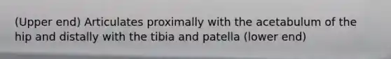 (Upper end) Articulates proximally with the acetabulum of the hip and distally with the tibia and patella (lower end)