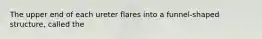 The upper end of each ureter flares into a funnel-shaped structure, called the