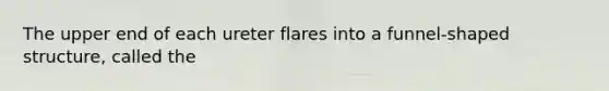 The upper end of each ureter flares into a funnel-shaped structure, called the