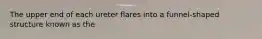 The upper end of each ureter flares into a funnel-shaped structure known as the