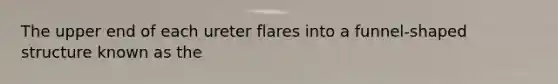 The upper end of each ureter flares into a funnel-shaped structure known as the