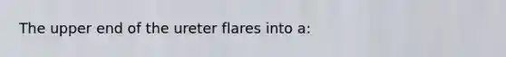 The upper end of the ureter flares into a: