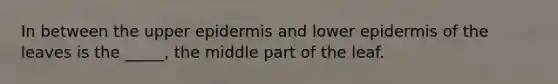 In between the upper epidermis and lower epidermis of the leaves is the _____, the middle part of the leaf.