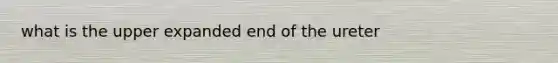 what is the upper expanded end of the ureter