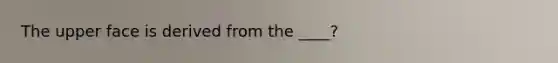 The upper face is derived from the ____?