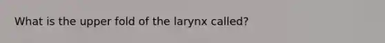 What is the upper fold of the larynx called?