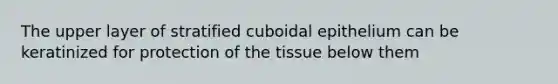 The upper layer of stratified cuboidal epithelium can be keratinized for protection of the tissue below them