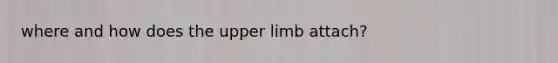 where and how does the upper limb attach?