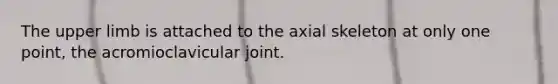 The upper limb is attached to the axial skeleton at only one point, the acromioclavicular joint.