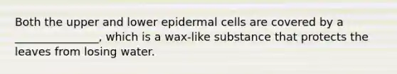 Both the upper and lower epidermal cells are covered by a _______________, which is a wax-like substance that protects the leaves from losing water.