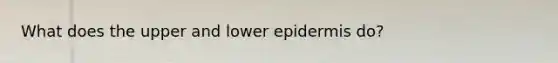 What does the upper and lower epidermis do?