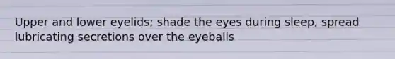 Upper and lower eyelids; shade the eyes during sleep, spread lubricating secretions over the eyeballs