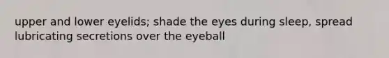 upper and lower eyelids; shade the eyes during sleep, spread lubricating secretions over the eyeball