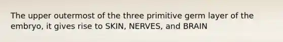 The upper outermost of the three primitive germ layer of the embryo, it gives rise to SKIN, NERVES, and BRAIN