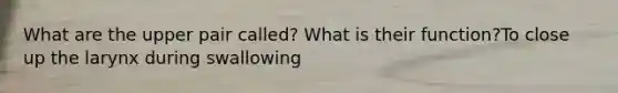 What are the upper pair called? What is their function?To close up the larynx during swallowing