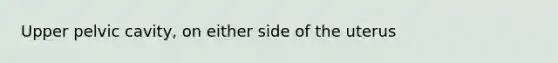 Upper pelvic cavity, on either side of the uterus