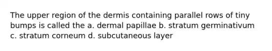 The upper region of the dermis containing parallel rows of tiny bumps is called the a. dermal papillae b. stratum germinativum c. stratum corneum d. subcutaneous layer