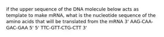 if the upper sequence of the DNA molecule below acts as template to make mRNA, what is the nucleotide sequence of the amino acids that will be translated from the mRNA 3' AAG-CAA-GAC-GAA 5' 5' TTC-GTT-CTG-CTT 3'