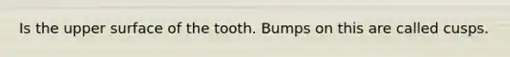 Is the upper surface of the tooth. Bumps on this are called cusps.