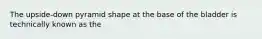 The upside-down pyramid shape at the base of the bladder is technically known as the