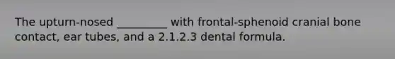 The upturn-nosed _________ with frontal-sphenoid cranial bone contact, ear tubes, and a 2.1.2.3 dental formula.