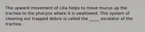 The upward movement of cilia helps to move mucus up the trachea to the pharynx where it is swallowed. This system of cleaning out trapped debris is called the _____ escalator of the trachea.