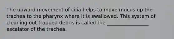 The upward movement of cilia helps to move mucus up the trachea to the pharynx where it is swallowed. This system of cleaning out trapped debris is called the _________________ escalator of the trachea.