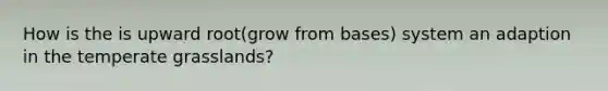 How is the is upward root(grow from bases) system an adaption in the temperate grasslands?