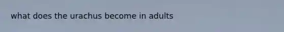 what does the urachus become in adults