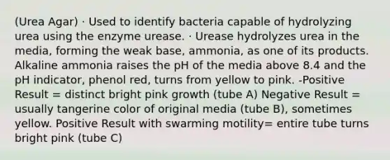 (Urea Agar) · Used to identify bacteria capable of hydrolyzing urea using the enzyme urease. · Urease hydrolyzes urea in the media, forming the weak base, ammonia, as one of its products. Alkaline ammonia raises the pH of the media above 8.4 and the pH indicator, phenol red, turns from yellow to pink. -Positive Result = distinct bright pink growth (tube A) Negative Result = usually tangerine color of original media (tube B), sometimes yellow. Positive Result with swarming motility= entire tube turns bright pink (tube C)