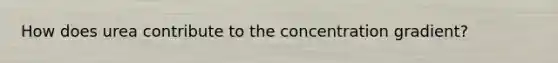 How does urea contribute to the concentration gradient?