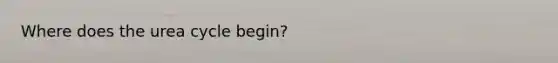 Where does the urea cycle begin?