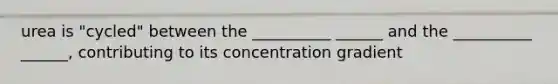 urea is "cycled" between the __________ ______ and the __________ ______, contributing to its concentration gradient