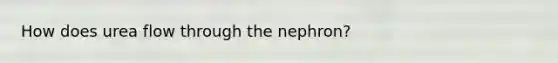 How does urea flow through the nephron?