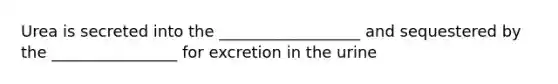 Urea is secreted into the __________________ and sequestered by the ________________ for excretion in the urine