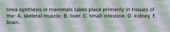 Urea synthesis in mammals takes place primarily in tissues of the: A. skeletal muscle. B. liver. C. small intestine. D. kidney. E. brain.