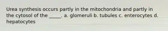 Urea synthesis occurs partly in the mitochondria and partly in the cytosol of the _____. a. glomeruli b. tubules c. enterocytes d. hepatocytes