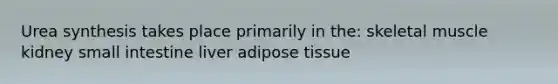 Urea synthesis takes place primarily in the: skeletal muscle kidney small intestine liver adipose tissue